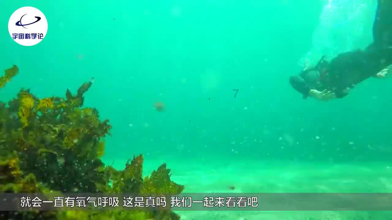 逃出猫头鹰岛
